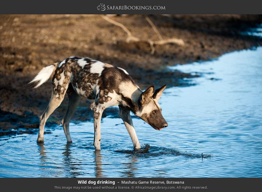Wild dog drinking in Mashatu Game Reserve, Botswana