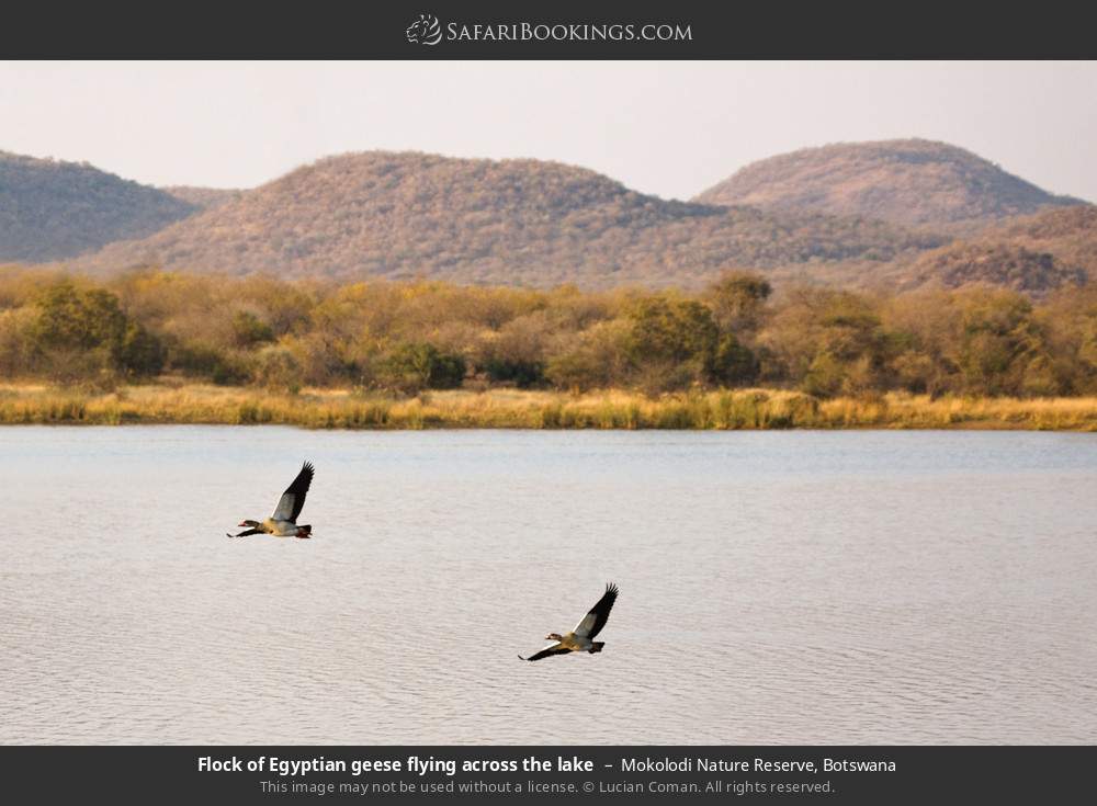 Egyptian geese flying across the lake in Mokolodi Nature Reserve, Botswana
