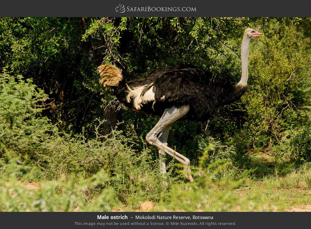 Male ostrich in Mokolodi Nature Reserve, Botswana