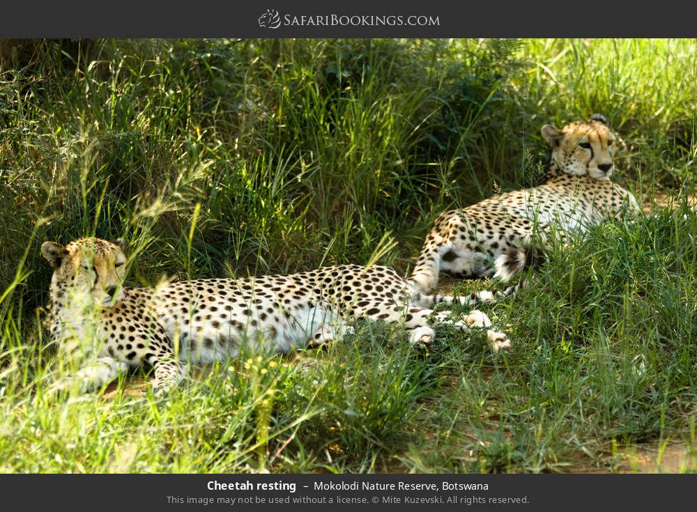 Cheetahs resting in Mokolodi Nature Reserve, Botswana