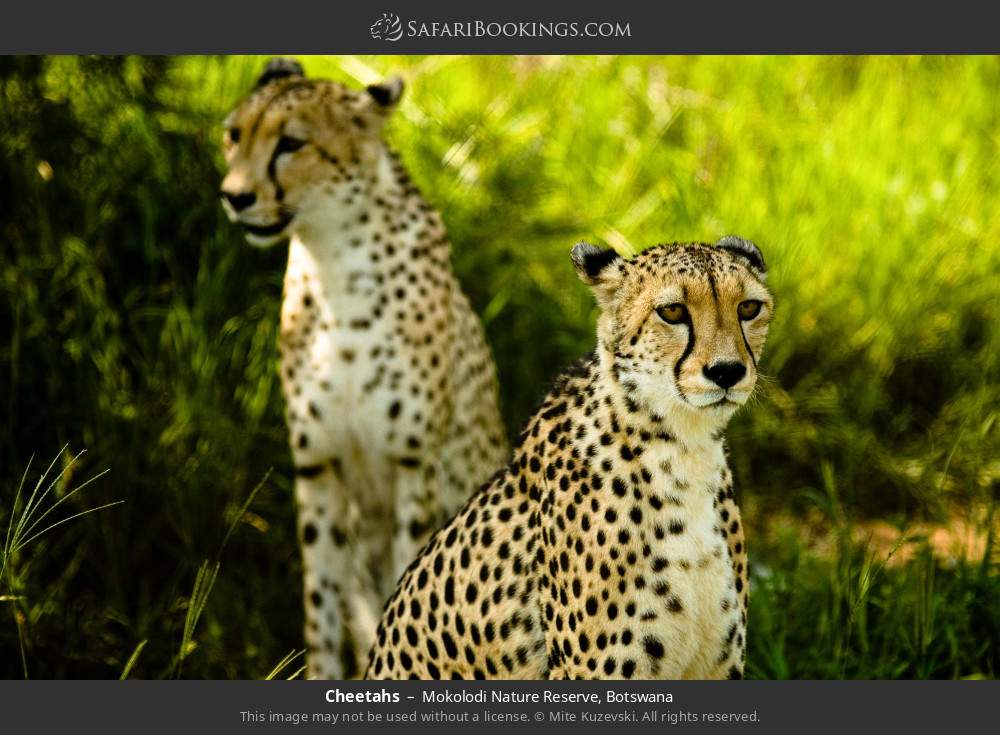 Cheetahs in Mokolodi Nature Reserve, Botswana