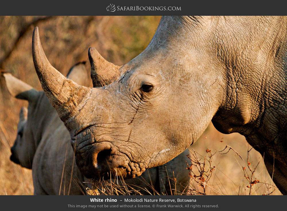 White rhinos in Mokolodi Nature Reserve, Botswana