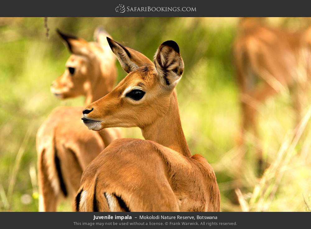 Juvenile impala in Mokolodi Nature Reserve, Botswana