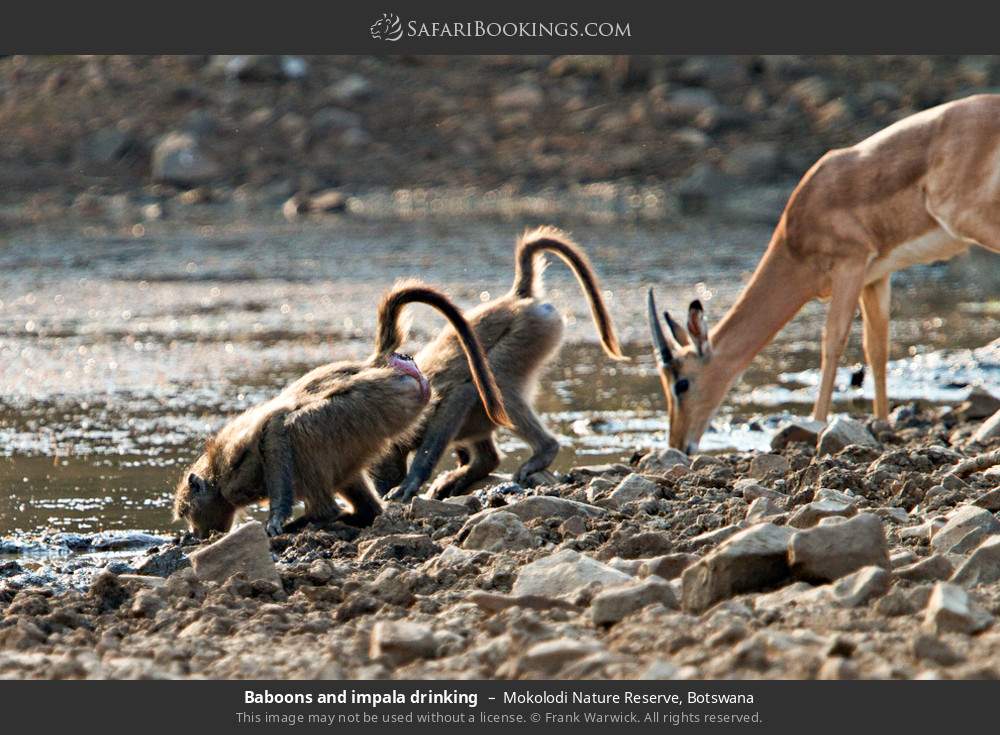Baboons and impala drinking in Mokolodi Nature Reserve, Botswana