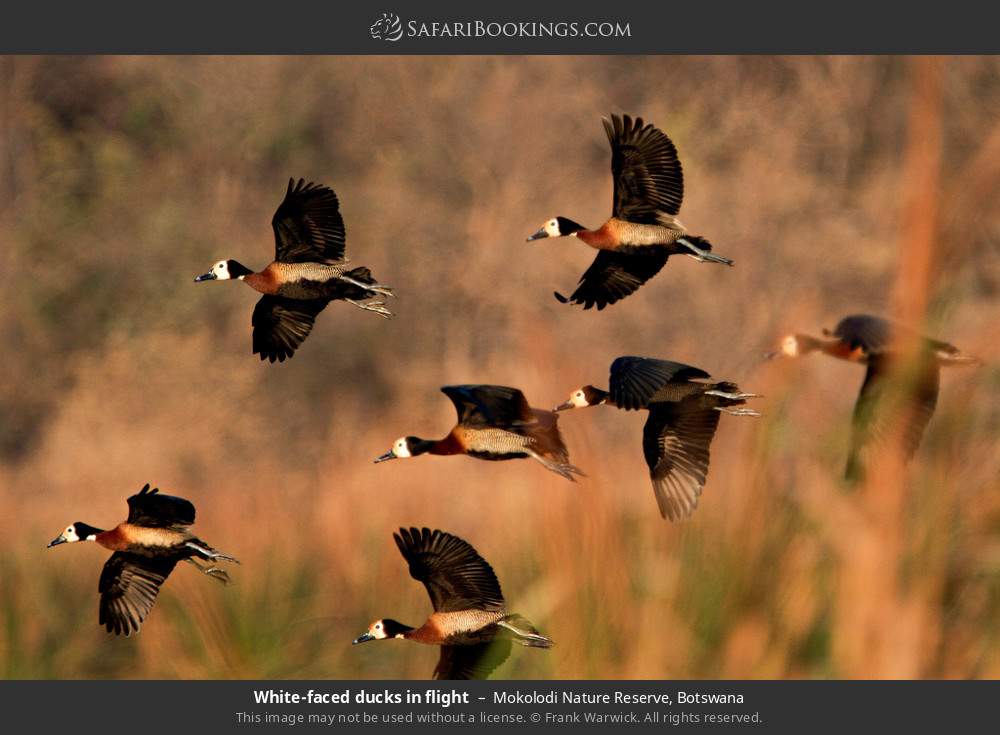 White-faced ducks in flight in Mokolodi Nature Reserve, Botswana