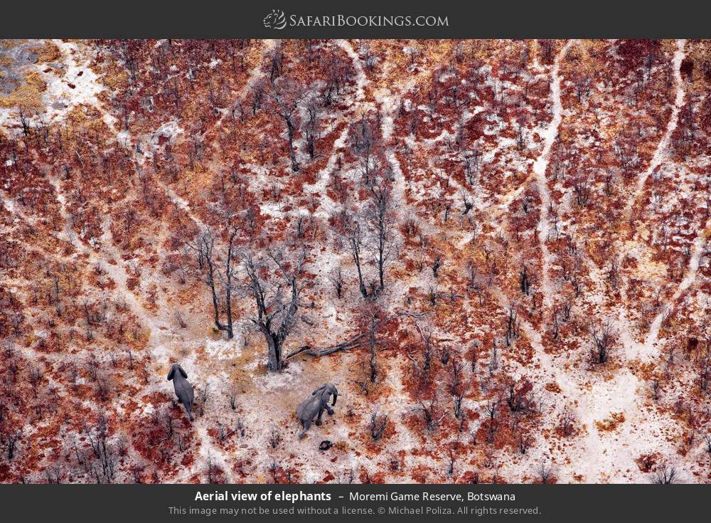 Aerial view of elephants in Moremi Game Reserve, Botswana