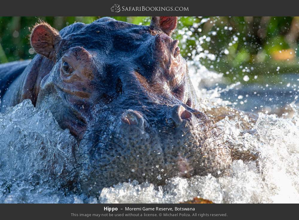 Hippo in Moremi Game Reserve, Botswana