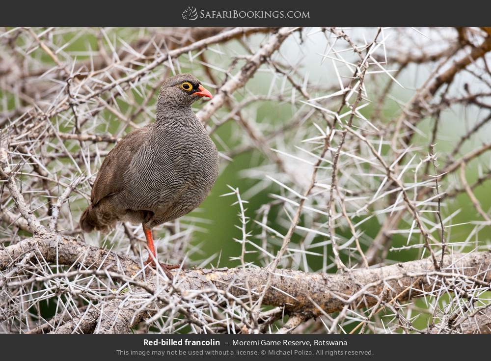 Red-billed francolin in Moremi Game Reserve, Botswana