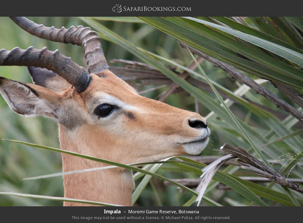 Impala in Moremi Game Reserve, Botswana