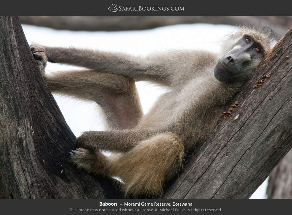 Baboon in Moremi Game Reserve, Botswana