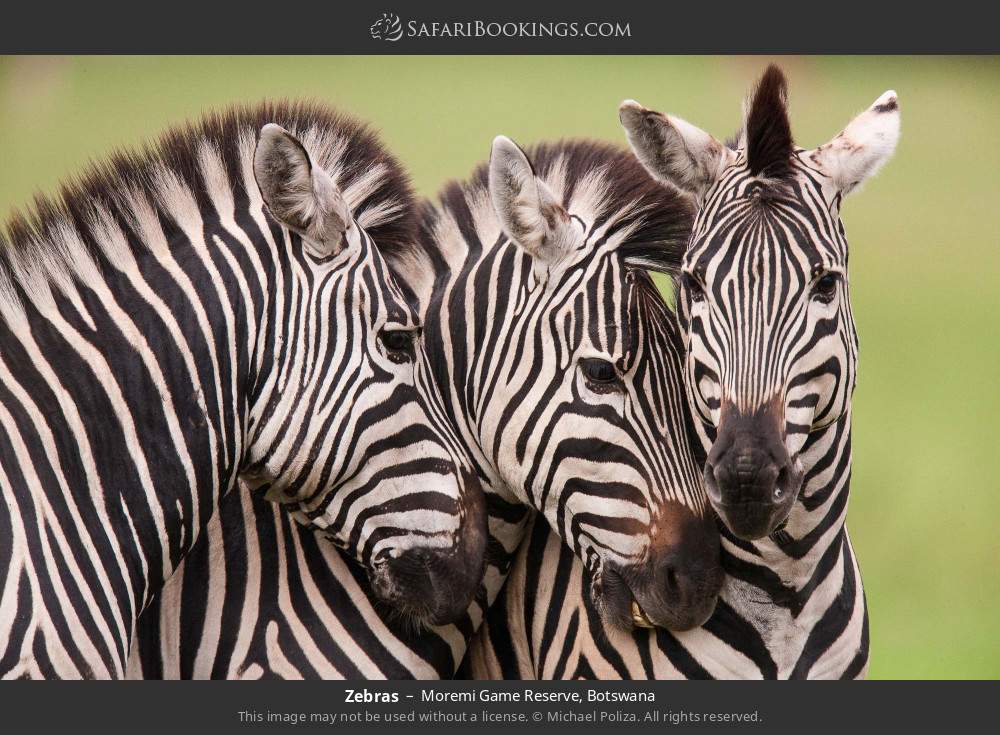 Zebras in Moremi Game Reserve, Botswana