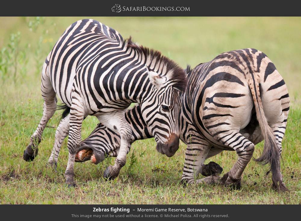 Zebras fighting in Moremi Game Reserve, Botswana