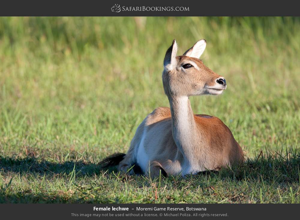 Female lechwe in Moremi Game Reserve, Botswana