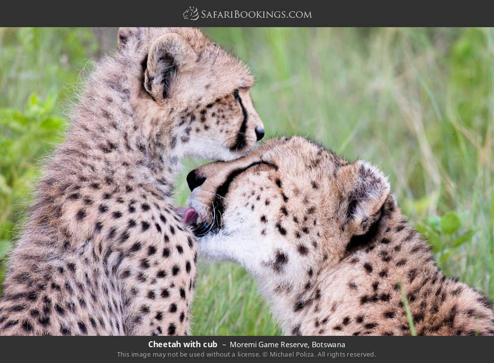 Cheetah with cub in Moremi Game Reserve, Botswana