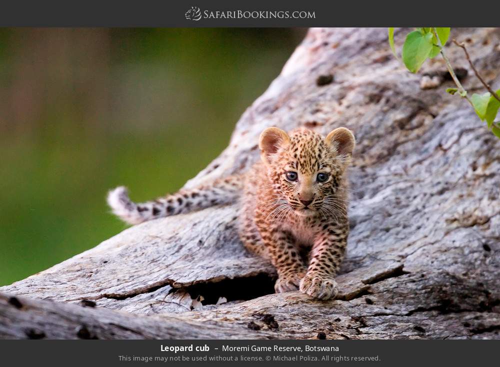 Leopard cub in Moremi Game Reserve, Botswana