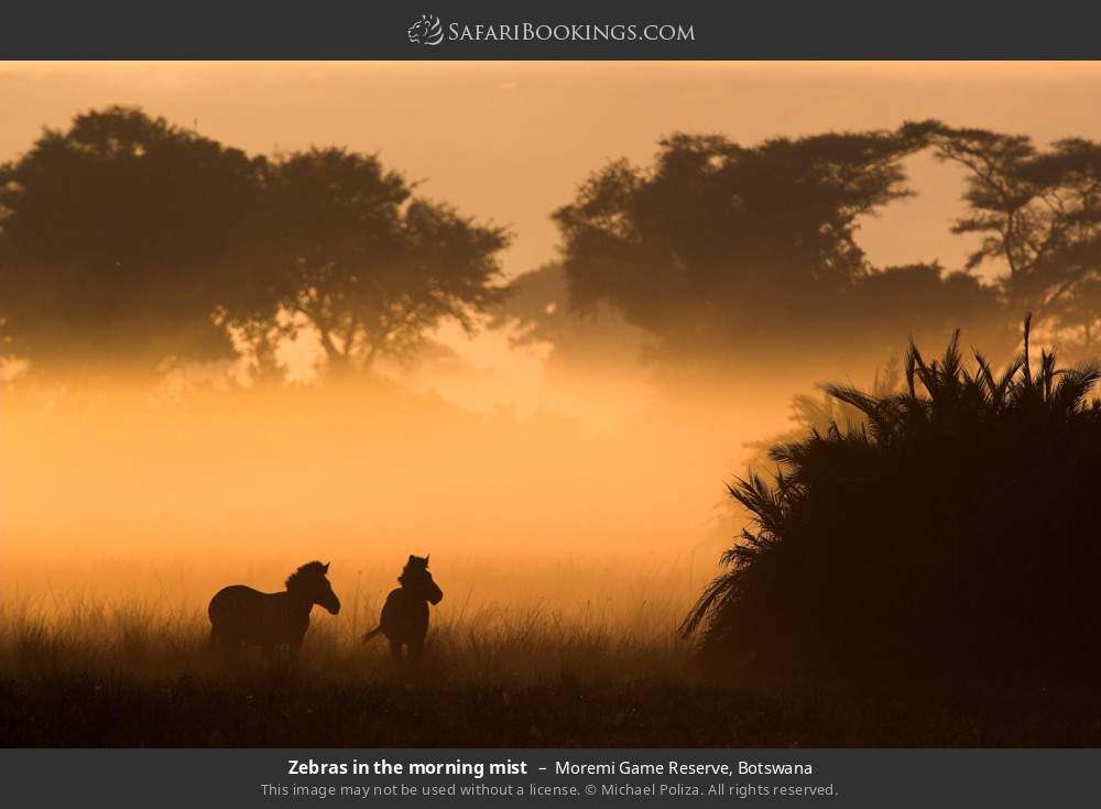 Zebras in the morning mist in Moremi Game Reserve, Botswana