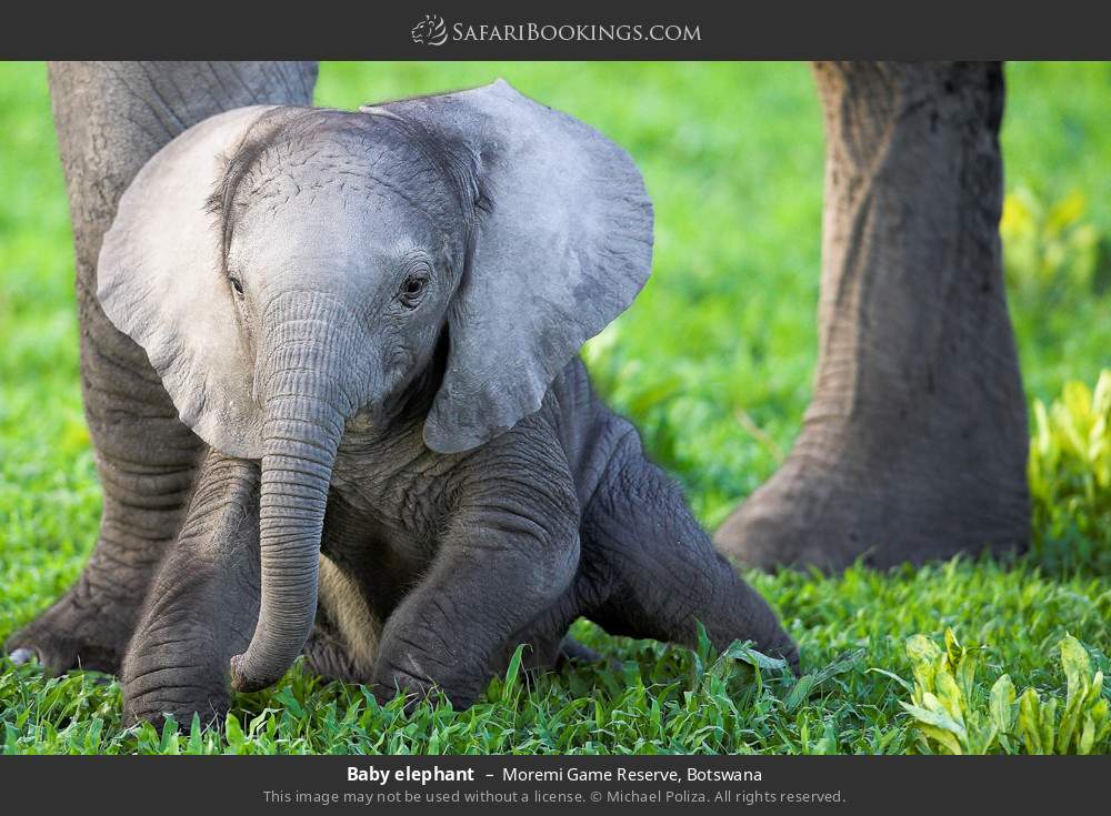 Baby elephant in Moremi Game Reserve, Botswana