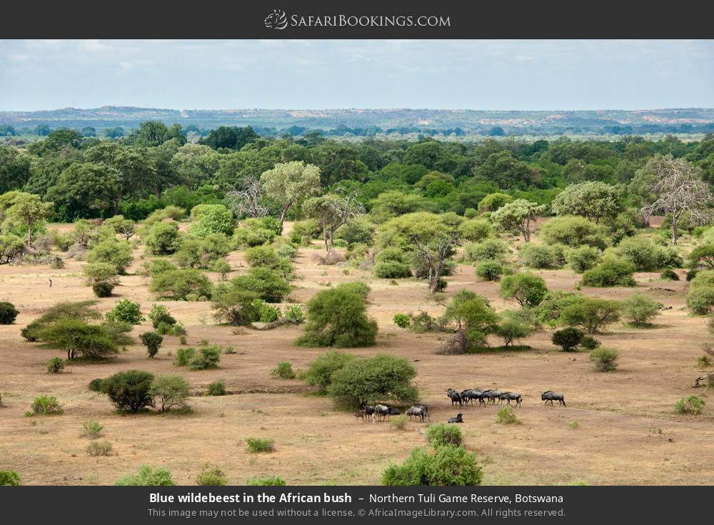 Blue wildebeest in the African bush in Northern Tuli Game Reserve, Botswana