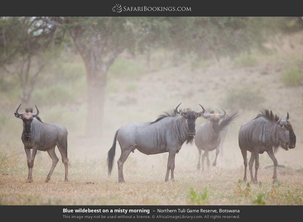Blue wildebeest on a misty morning in Northern Tuli Game Reserve, Botswana
