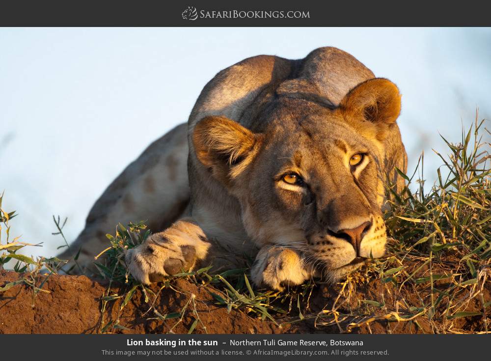 Lion basking in the sun in Northern Tuli Game Reserve, Botswana