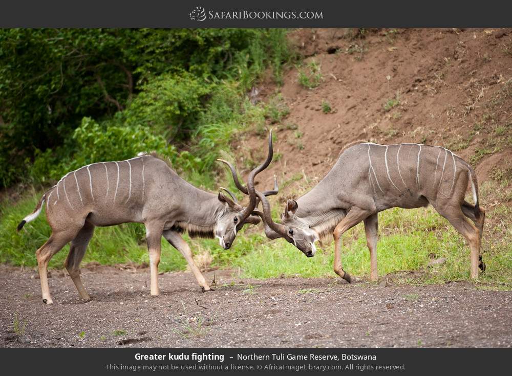 Greater kudus fighting in Northern Tuli Game Reserve, Botswana
