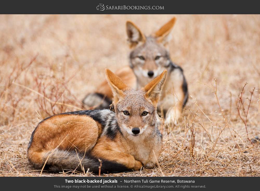Two black-backed jackals in Northern Tuli Game Reserve, Botswana