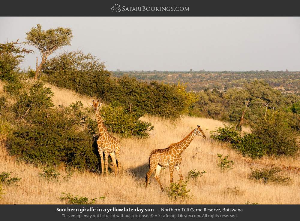 Southern giraffes in the late afternoon sun in Northern Tuli Game Reserve, Botswana