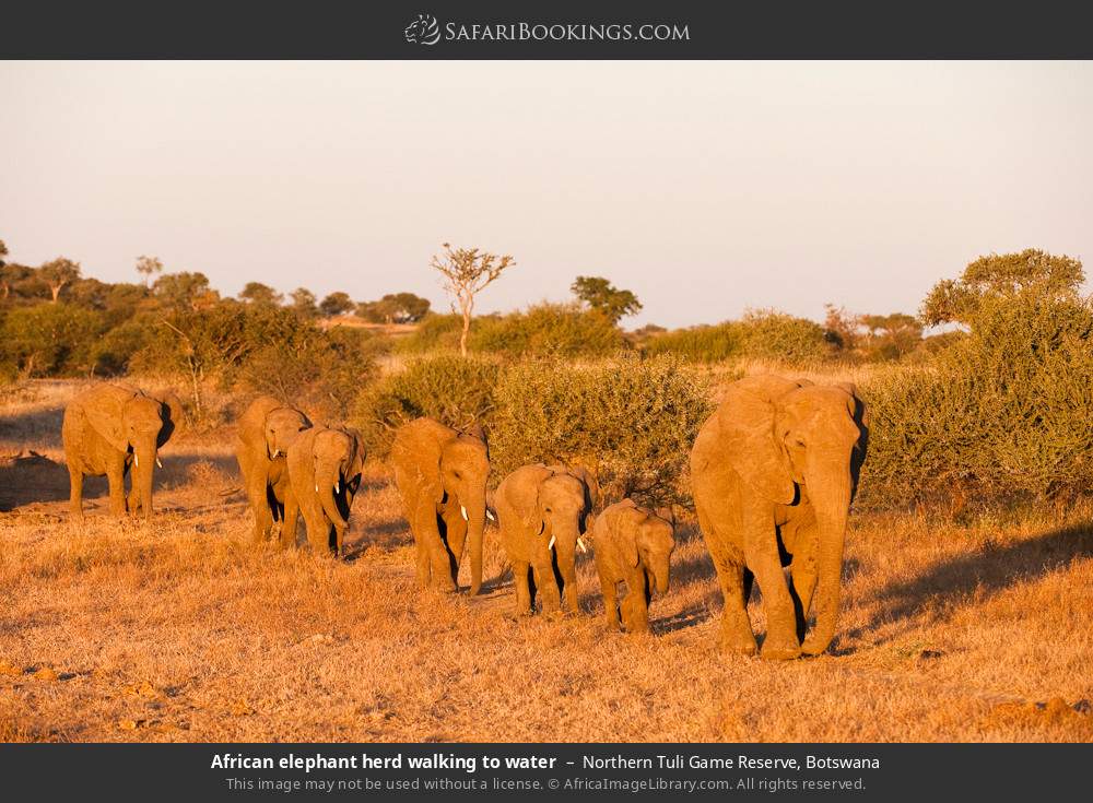 Herd of African elephants walking to water in Northern Tuli Game Reserve, Botswana