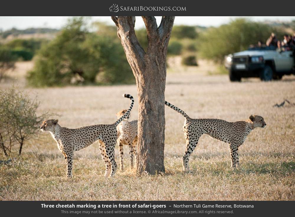 Three cheetahs marking a tree in front of safari-goers in Northern Tuli Game Reserve, Botswana