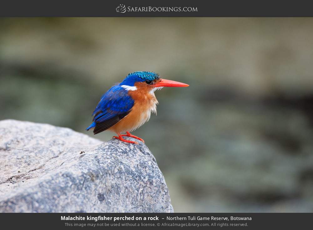Malachite kingfisher perched on a rock in Northern Tuli Game Reserve, Botswana