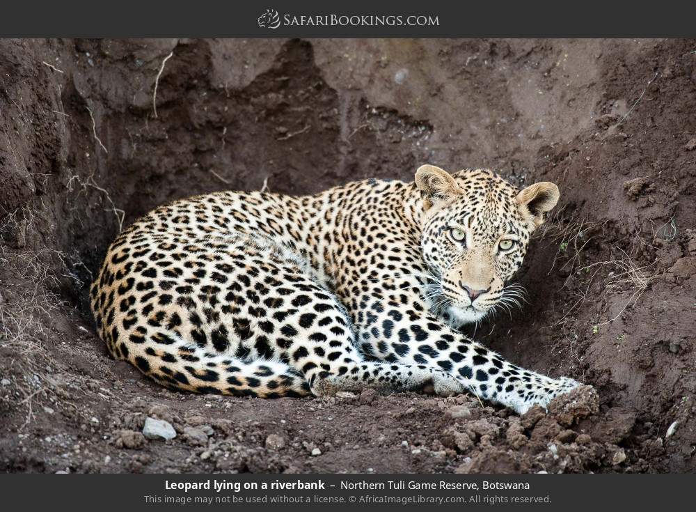 Leopard lying on a riverbank in Northern Tuli Game Reserve, Botswana