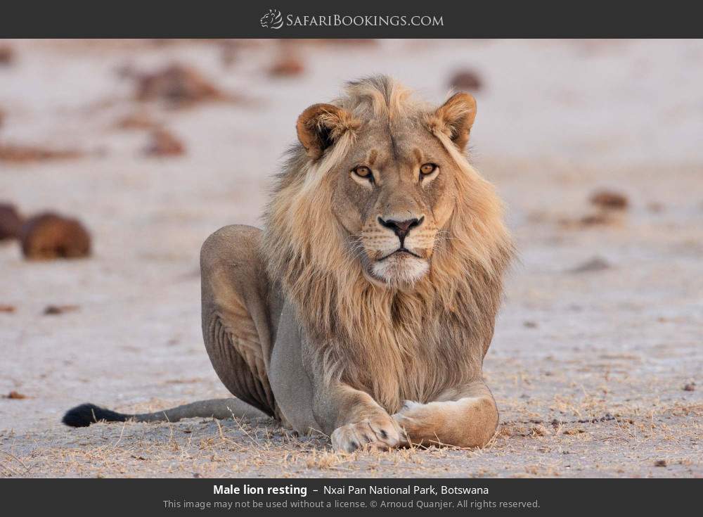 Male lion resting in Nxai Pan National Park, Botswana