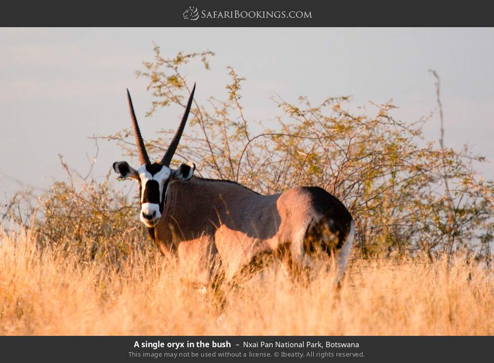 A gemsbok in the bush in Nxai Pan National Park, Botswana