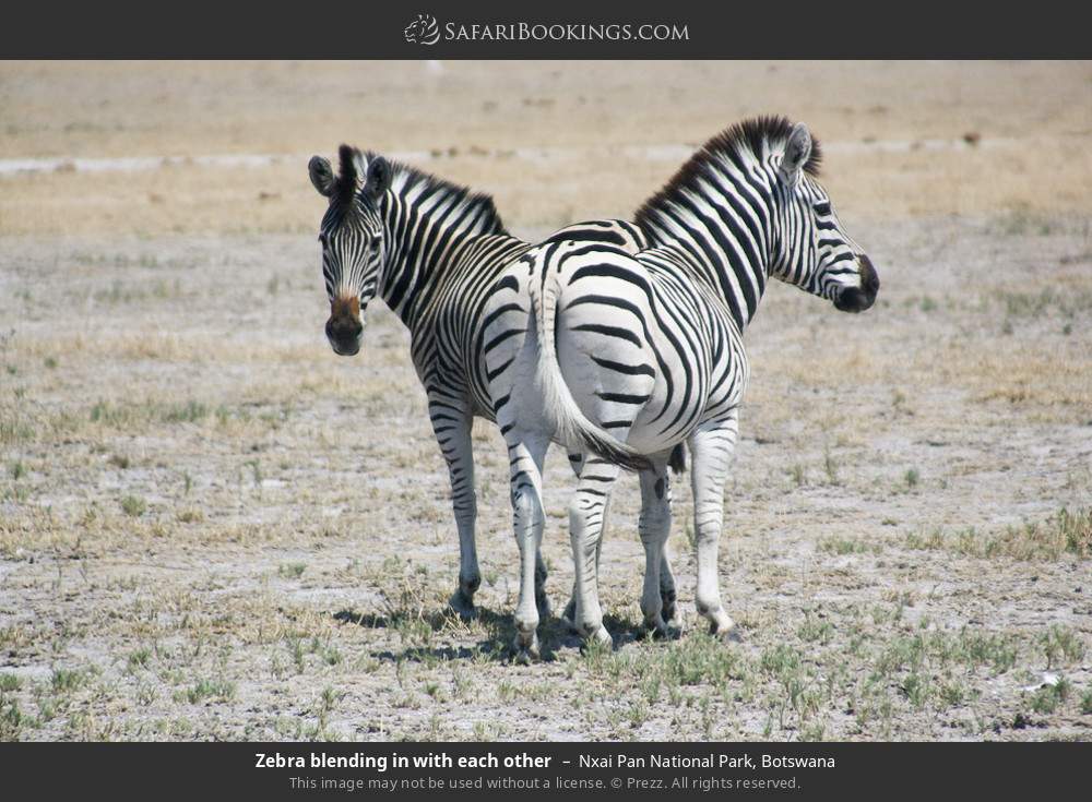 Zebras blending in with each other in Nxai Pan National Park, Botswana