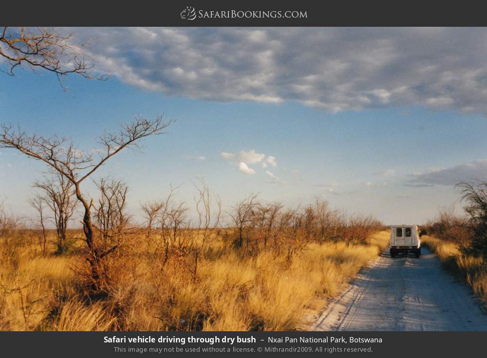 Safari vehicle driving through dry bush in Nxai Pan National Park, Botswana