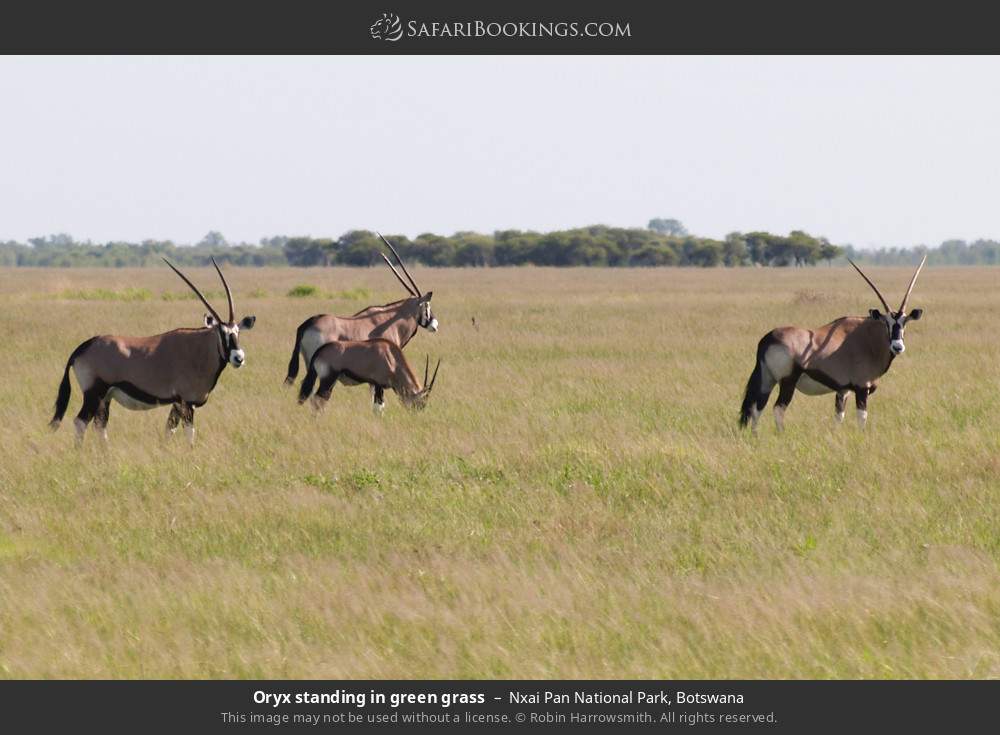 Gemsbok standing in green grass in Nxai Pan National Park, Botswana