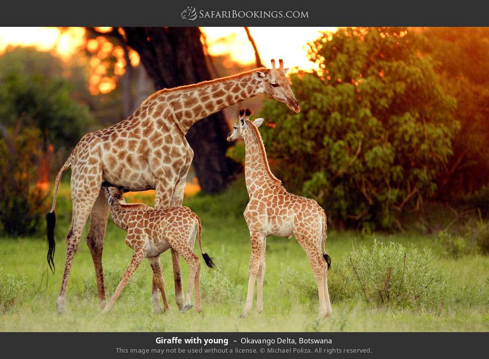 Giraffe with young in Okavango Delta, Botswana