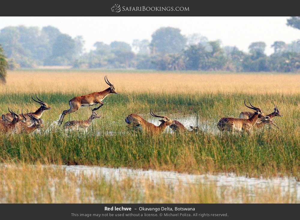 Red lechwes in Okavango Delta, Botswana
