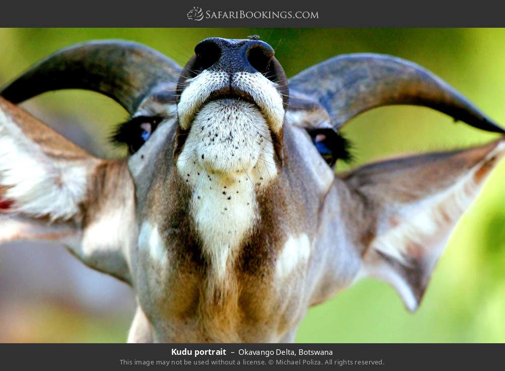 Kudu portrait in Okavango Delta, Botswana