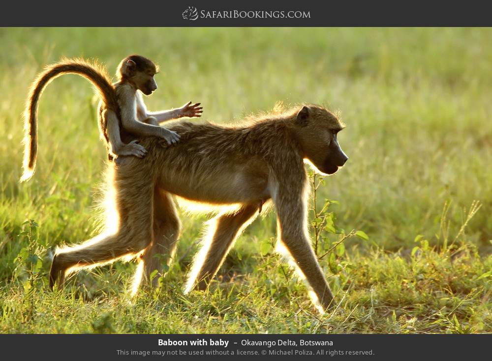 Baboon with baby in Okavango Delta, Botswana
