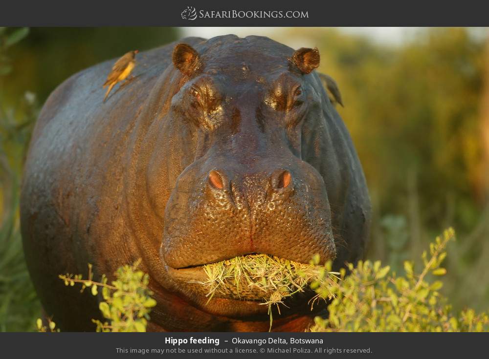 Hippo feeding in Okavango Delta, Botswana