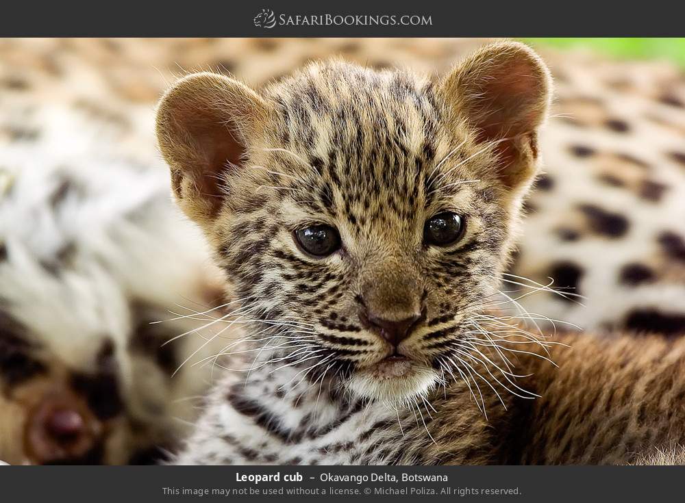 Leopard cub in Okavango Delta, Botswana