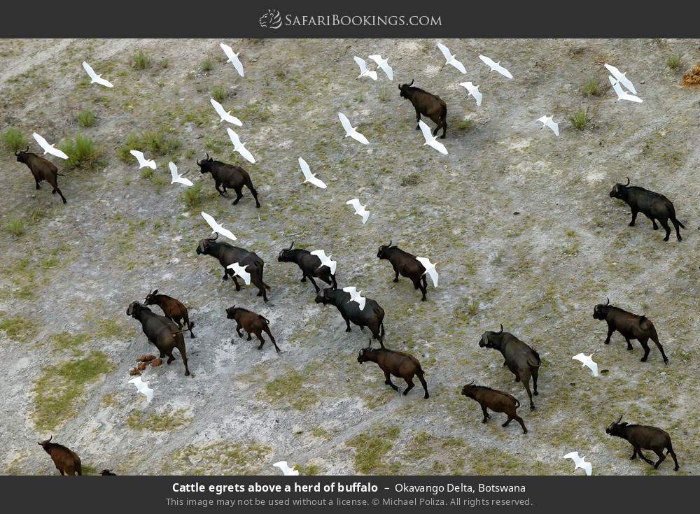 Cattle egrets above a herd of buffalo in Okavango Delta, Botswana
