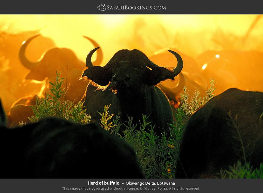 Herd of buffalo in Okavango Delta, Botswana