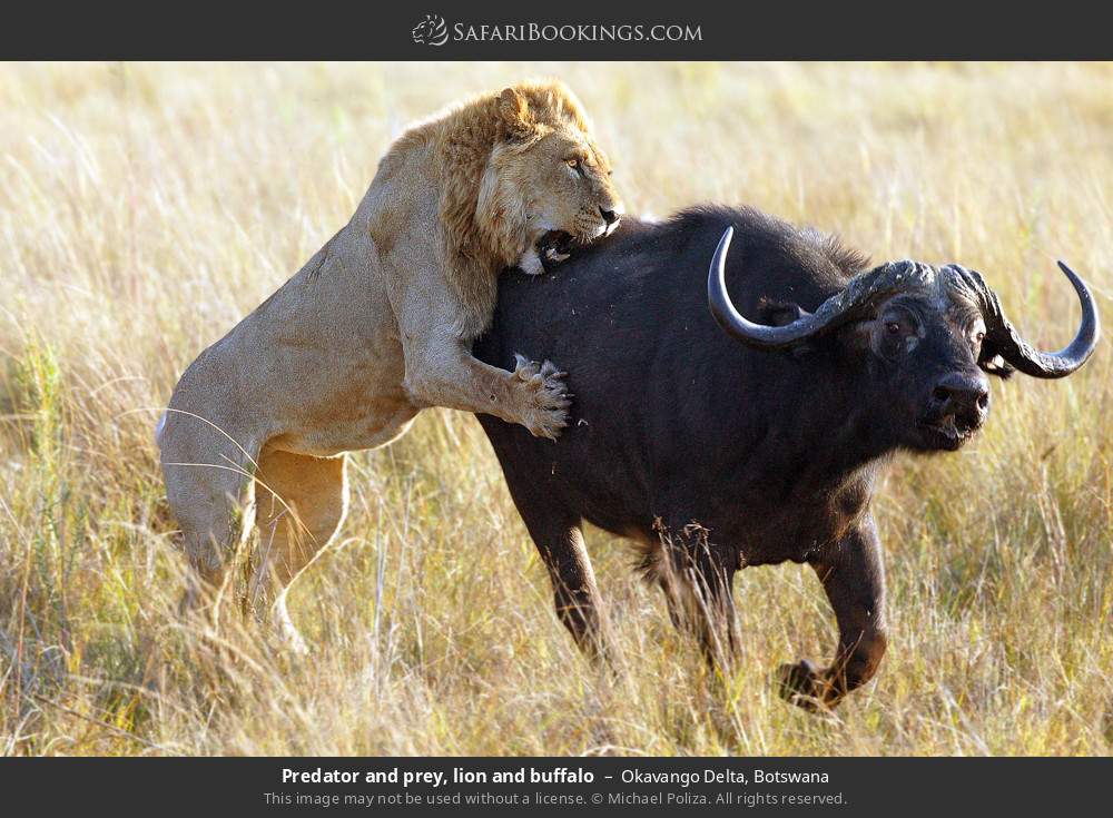 Predator and prey, lion and buffalo in Okavango Delta, Botswana