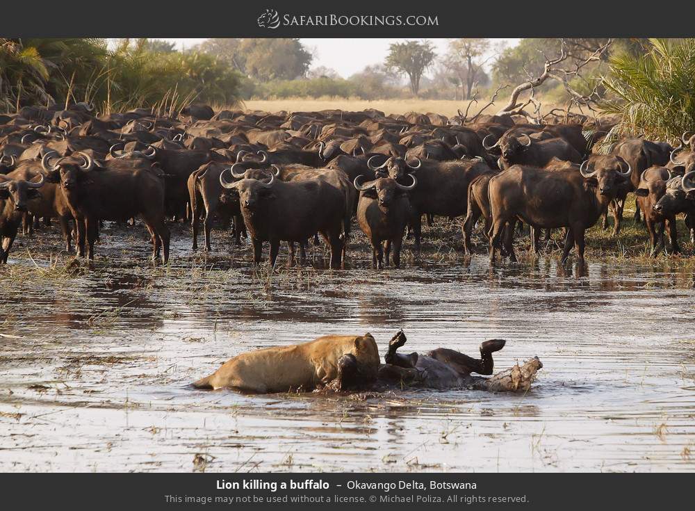 Lion killing a buffalo in Okavango Delta, Botswana