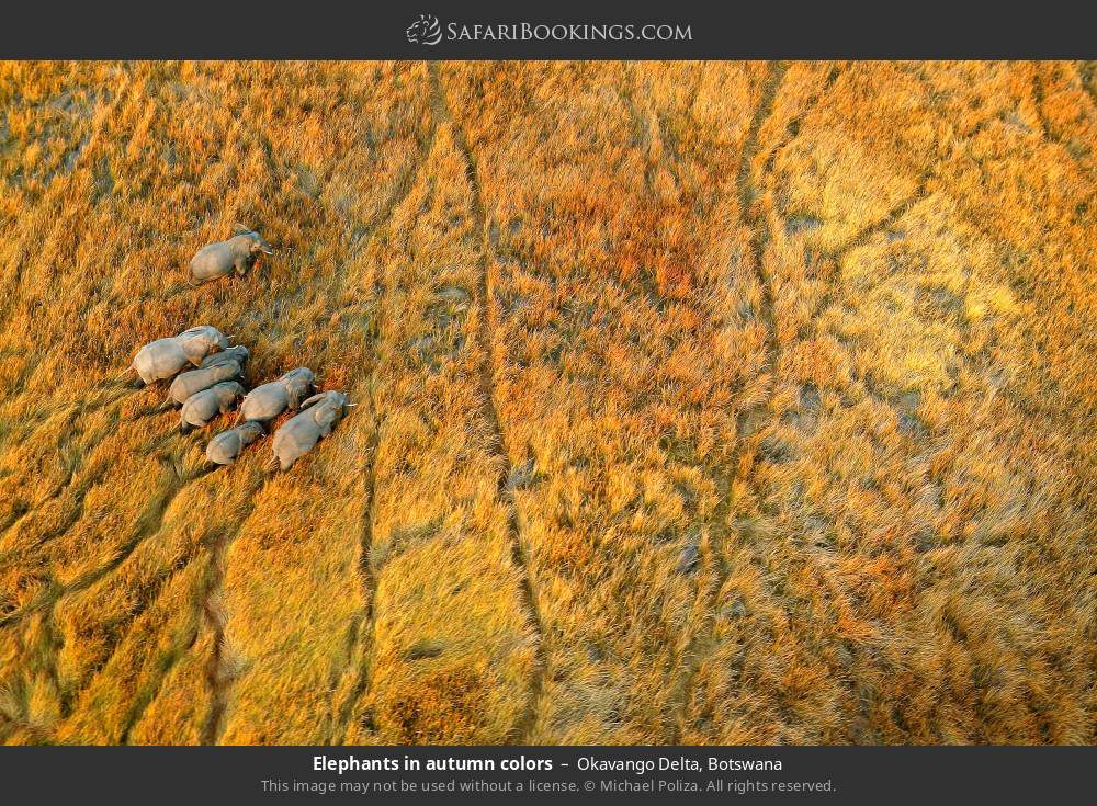 Elephants in autumn colors in Okavango Delta, Botswana