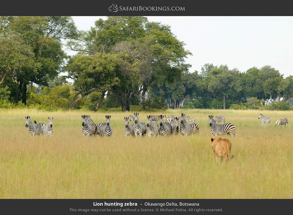 Lion hunting zebra in Okavango Delta, Botswana