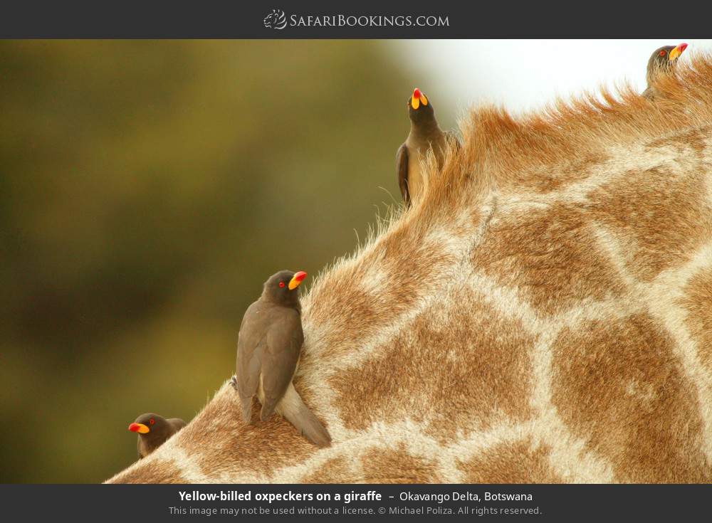 Yellow-billed oxpeckers on a giraffe in Okavango Delta, Botswana