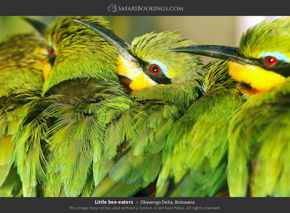 Little bee-eaters in Okavango Delta, Botswana